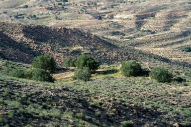 Dahar, Güney Tunus bölgesi, yağmurdan sonra yeşil