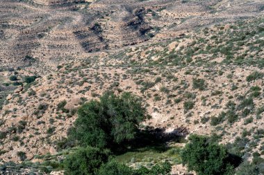 Dahar, Güney Tunus bölgesi, yağmurdan sonra yeşil