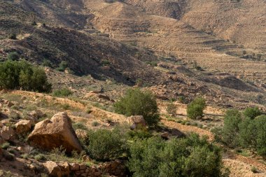 Dahar, Güney Tunus bölgesi, yağmurdan sonra yeşil