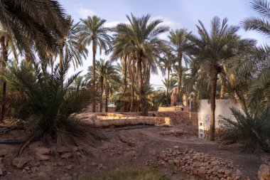 Ghardaa Eski Kasabası ve Oasis Manzarası, Cezayir. 