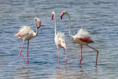 Büyük flamingo sürüsü (Phoenicopterus gülü), göçmen su kuşları için geniş bir sulak arazi ekosistemi ve anahtar yaşam alanı içinde Tunus, Manastır 'ın tuz düzlüklerinde beslenir.