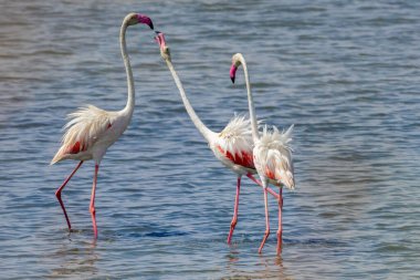 Büyük flamingo sürüsü (Phoenicopterus gülü), göçmen su kuşları için geniş bir sulak arazi ekosistemi ve anahtar yaşam alanı içinde Tunus, Manastır 'ın tuz düzlüklerinde beslenir.
