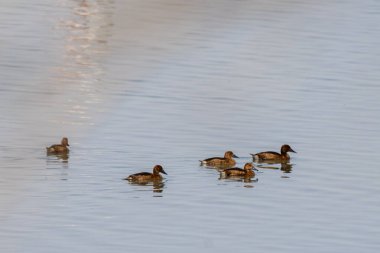 Doğal Bataklık Yaşam Alanında Ferruginous Duck (Aythya nyroca)
