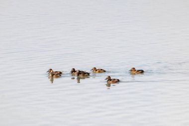 Doğal Bataklık Yaşam Alanında Ferruginous Duck (Aythya nyroca)