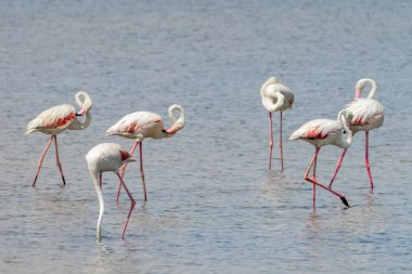 Büyük flamingo sürüsü (Phoenicopterus gülü), göçmen su kuşları için geniş bir sulak arazi ekosistemi ve anahtar yaşam alanı içinde Tunus, Manastır 'ın tuz düzlüklerinde beslenir.