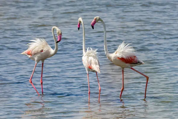 Büyük flamingo sürüsü (Phoenicopterus gülü), göçmen su kuşları için geniş bir sulak arazi ekosistemi ve anahtar yaşam alanı içinde Tunus, Manastır 'ın tuz düzlüklerinde beslenir.