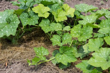 Bahçede samanla samanlanmış yapraklı bir balkabağı yetişir..