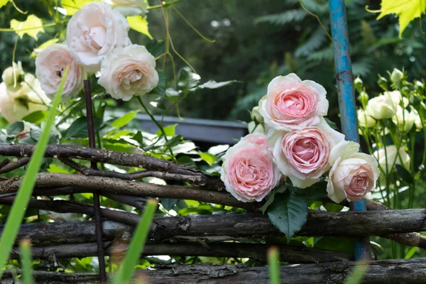 Bush Beautiful Climbing Pink Rose Located Wicker Fence Garden — Stock Photo, Image