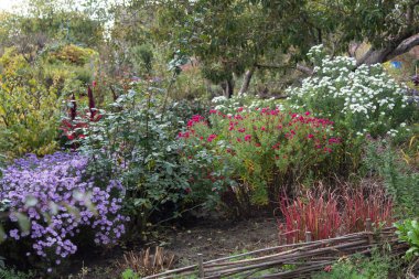 Bahçe tasarımı Sonbahar bahçesinde daimi renkte İngiliz astarı çiçek açar..