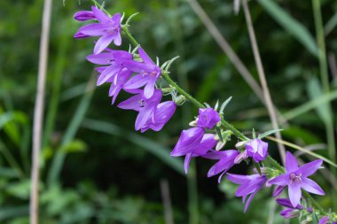 Güzel bir orman çiçeği, leylak renkli bir çan, açık bir ormanda çiçek açtı..