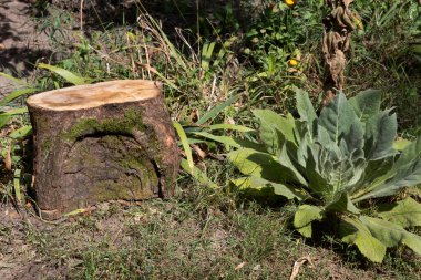 A beautiful stump overgrown with moss serves as a resting place in garden design.