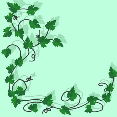 Background, texture. On a green background, a vine of grapes with leaves and a shadow.