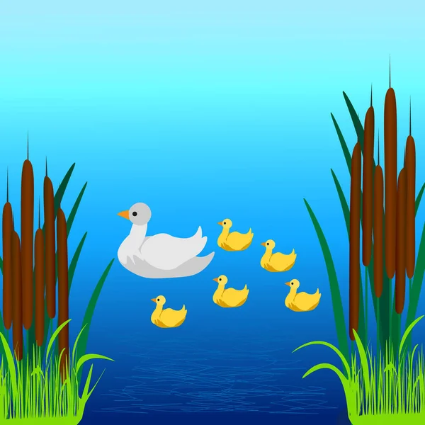 Gráficos Vectores Lago Con Cañas Pato Con Patitos Nadando Lago — Archivo Imágenes Vectoriales