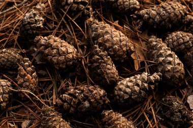 Çam kozalakları düşmüş çam iğneleriyle kaplı bir orman zeminine saçılmış. Doğal bir orman manzarası. Toprak tonlarıyla, organik dokularıyla ve sakin atmosferiyle doğanın detaylarının güzelliğini yakalıyor..