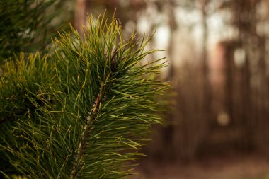 A pine branch stretches gracefully against a forest backdrop, showcasing lush greenery and natural textures. Perfect for capturing the serene beauty of woodland scenery and the essence of untouched nature clipart