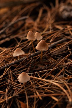 Small Marasmius mushrooms growing amidst fallen pine needles in a forest. A delicate scene of natures quiet beauty, showcasing the intricate textures of the fungi and woodland surroundings. clipart