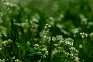 Delicate white flowers scattered among vibrant green grass, capturing the simplicity and beauty of nature in a peaceful outdoor setting clipart