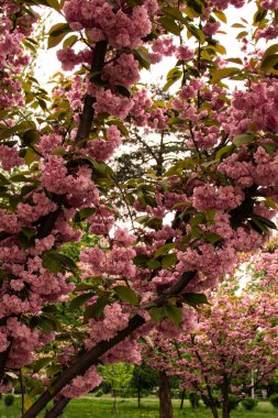 Sakura 'nın dalları narin pembe çiçeklerle doludur. Huzurlu ve güzel bir manzara yaratır. İlkbaharın ve doğanın yenilenmesinin çarpıcı bir temsili..