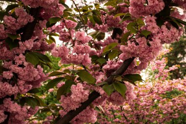 Branches of sakura in full bloom with delicate pink flowers, creating a peaceful and picturesque scene. A stunning representation of spring and renewal in nature. clipart