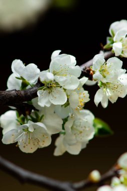 Yumuşak beyaz taç yaprakları ve karmaşık detaylar sergilenen çiçek açan hassas erik çiçeklerinin yakın çekimi. Baharın ve doğanın yenilenmesinin güzel bir sembolü..