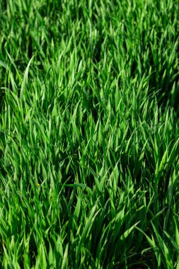 Fresh green grass of spring, vibrant and lush, symbolizing renewal and growth. A serene close-up of nature's awakening during the spring season. clipart