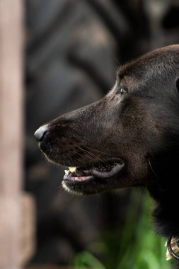 Profilde büyük siyah bir köpeğin yüzünü yakından çekerek keskin özelliklerini, parlak kürkünü ve anlamlı gözlerini vurguluyor. Köpek gücü ve zarafetinin çarpıcı bir tasviri.