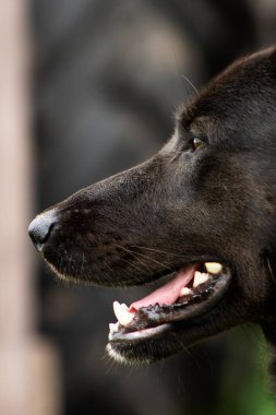 Close-up of a large black dog's face in profile, highlighting its sharp features, glossy fur, and expressive eyes. A striking portrayal of canine strength and elegance. clipart