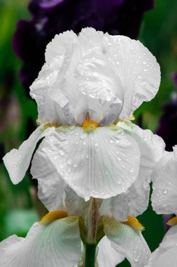 Karmaşık taç yaprakları ve hassas dokuları olan beyaz bir iris çiçeğinin yakın çekimi. Bir bahçe ortamında doğal güzelliğin huzurlu ve zarif bir temsili..