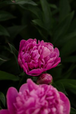 Çiçek açmış pembe şakayık çiçeğinin büyüleyici yakın çekimi yumuşak yapraklarını ve karmaşık ayrıntılarını gözler önüne seriyor. Zarafet ve doğal güzelliğin mükemmel bir sembolü..