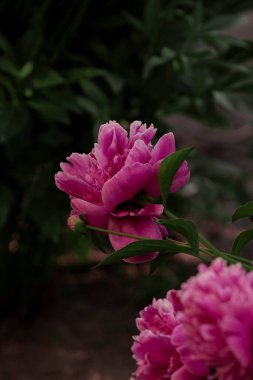 A stunning close-up of a pink peony flower in full bloom, showcasing its soft petals and intricate details. A perfect symbol of elegance and natural beauty. clipart