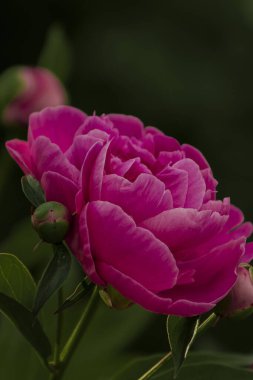 A stunning close-up of a pink peony flower in full bloom, showcasing its soft petals and intricate details. A perfect symbol of elegance and natural beauty. clipart