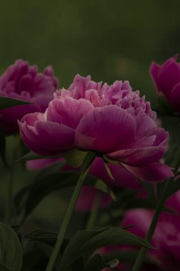 A stunning close-up of a pink peony flower in full bloom, showcasing its soft petals and intricate details. A perfect symbol of elegance and natural beauty. clipart