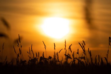 Çimenlerin siluetleri ön planda yavaşça sallanıyor, sıcak, parıldayan bir günbatımı tarafından çerçeveleniyor. Altın saat boyunca doğanın güzelliğinin sakin ve atmosferik bir tasviri..