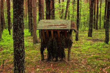 Sessiz bir ormanda ağaçlar ve doğal manzarayla çevrili tahta bir geyik besleyicisi. Vahşi yaşam, doğa koruma ve açık hava temalı tasarımlar için mükemmel..