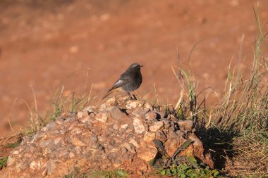 A small bird sitting on a pile of stones