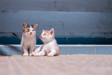 Stray kittens outdoors in Morocco