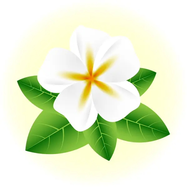 Yeşil yapraklı beyaz yasemin çiçeği, frangipani çiçeği, plumeria,