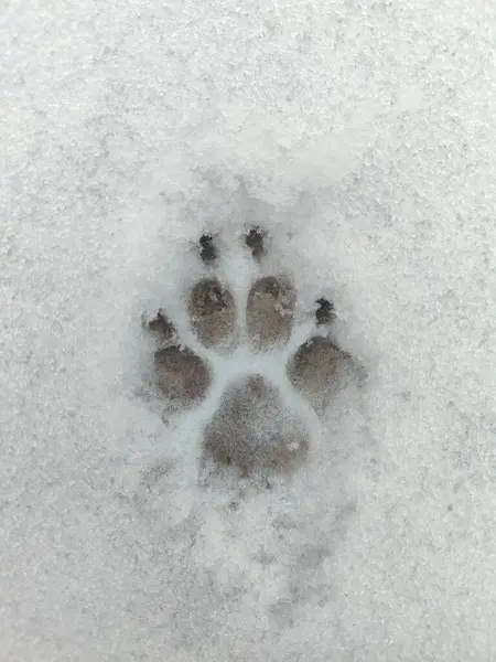 Kardaki köpek ayak izleri, hayvan izleri.