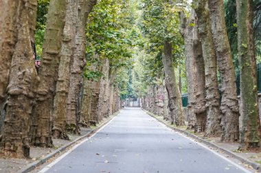 Beykoz, İstanbul, Türkiye 'de uçak ağaçlı yol