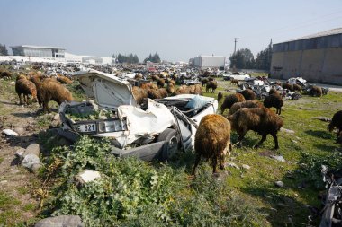 HATAY, TURKIYE - 26 Şubat 2024: 6 Şubat 2023 Hatay Depremleri sırasında ezilen araçlar