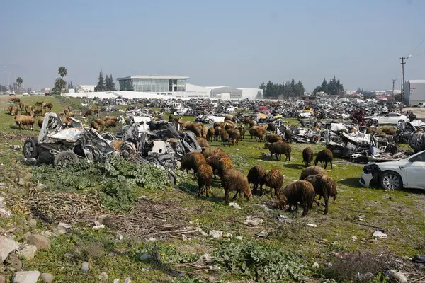 stock image HATAY, TURKIYE - FEBRUARY 26, 2024: Crushed Vehicles during 6 February 2023 Hatay Earthquakes