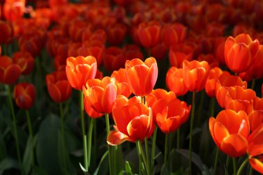 Çiçek bahçesinde Güzel ve Kırmızı laleler