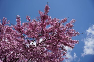 Ağaç dalında Pembe Çiçek