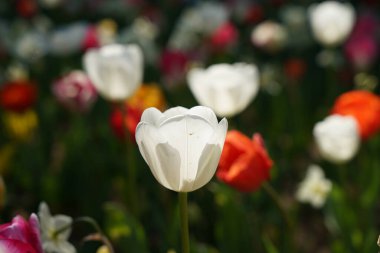 Çiçek bahçesinde güzel ve renkli laleler