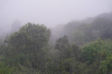 Sis altında Çam Ormanı