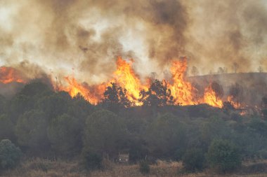 Gelibolu 'da orman yangını, Çanakkale Şehri, Türkiye
