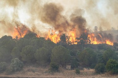 Gelibolu 'da orman yangını, Çanakkale Şehri, Türkiye