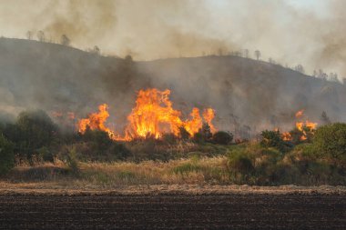 Gelibolu 'da orman yangını, Çanakkale Şehri, Türkiye