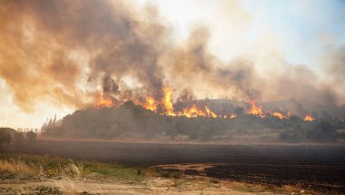 Gelibolu 'da orman yangını, Çanakkale Şehri, Türkiye