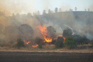 Gelibolu 'da orman yangını, Çanakkale Şehri, Türkiye
